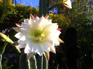 Fleur de cactus