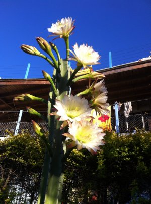 Fleur de cactus